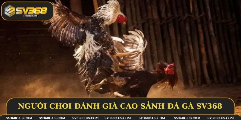 Người chơi đánh giá cao sảnh đá gà SV368