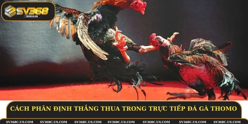 Cách phân định thắng thua trong trực tiếp đá gà thomo