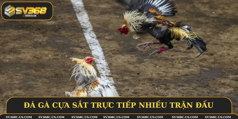 Đá gà cựa sắt trực tiếp nhiều trận đấu