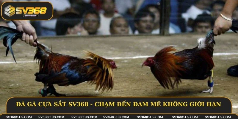 Đá gà cựa sắt