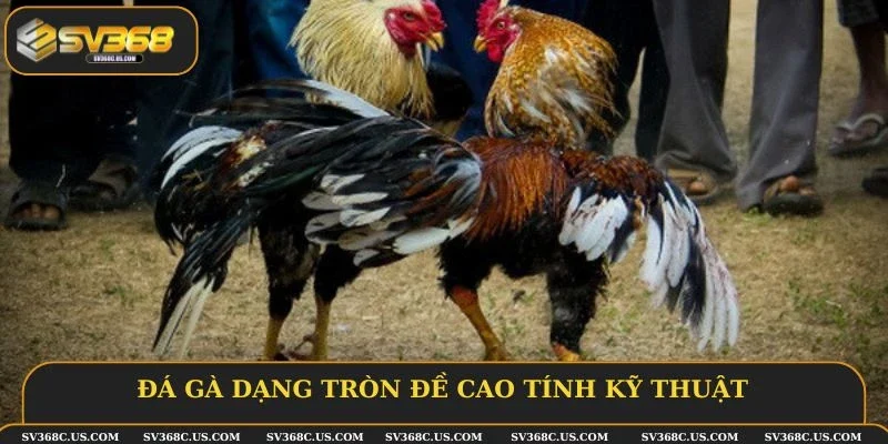 Đá gà dạng tròn đề cao tính kỹ thuật